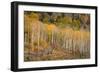 USA, Colorado, Uncompahgre National Forest. Autumn aspen trees and split-rail fence.-Jaynes Gallery-Framed Photographic Print