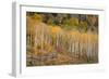 USA, Colorado, Uncompahgre National Forest. Autumn aspen trees and split-rail fence.-Jaynes Gallery-Framed Photographic Print