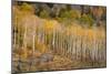 USA, Colorado, Uncompahgre National Forest. Autumn aspen trees and split-rail fence.-Jaynes Gallery-Mounted Photographic Print