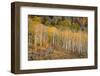 USA, Colorado, Uncompahgre National Forest. Autumn aspen trees and split-rail fence.-Jaynes Gallery-Framed Photographic Print