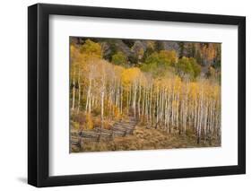 USA, Colorado, Uncompahgre National Forest. Autumn aspen trees and split-rail fence.-Jaynes Gallery-Framed Photographic Print