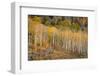 USA, Colorado, Uncompahgre National Forest. Autumn aspen trees and split-rail fence.-Jaynes Gallery-Framed Photographic Print