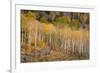 USA, Colorado, Uncompahgre National Forest. Autumn aspen trees and split-rail fence.-Jaynes Gallery-Framed Photographic Print