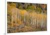 USA, Colorado, Uncompahgre National Forest. Autumn aspen trees and split-rail fence.-Jaynes Gallery-Framed Photographic Print