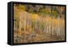 USA, Colorado, Uncompahgre National Forest. Autumn aspen trees and split-rail fence.-Jaynes Gallery-Framed Stretched Canvas