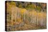 USA, Colorado, Uncompahgre National Forest. Autumn aspen trees and split-rail fence.-Jaynes Gallery-Stretched Canvas