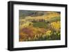 USA, Colorado, Uncompahgre National Forest. Autumn-colored forest.-Jaynes Gallery-Framed Photographic Print