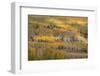 USA, Colorado, Uncompahgre National Forest. Autumn-colored forest.-Jaynes Gallery-Framed Photographic Print