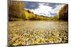 USA. Colorado, Uncompahgre National Forest, autumn, pond-Charles Gurche-Mounted Photographic Print