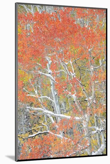 USA, Colorado, Uncompahgre National Forest. Autumn snow on aspen trees.-Jaynes Gallery-Mounted Photographic Print