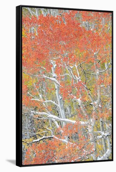 USA, Colorado, Uncompahgre National Forest. Autumn snow on aspen trees.-Jaynes Gallery-Framed Stretched Canvas