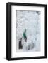 USA, Colorado, Uncompahgre National Forest. Climber ascends ice-encrusted cliff face.-Jaynes Gallery-Framed Photographic Print