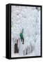 USA, Colorado, Uncompahgre National Forest. Climber ascends ice-encrusted cliff face.-Jaynes Gallery-Framed Stretched Canvas