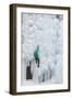 USA, Colorado, Uncompahgre National Forest. Climber ascends ice-encrusted cliff face.-Jaynes Gallery-Framed Photographic Print