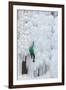 USA, Colorado, Uncompahgre National Forest. Climber ascends ice-encrusted cliff face.-Jaynes Gallery-Framed Premium Photographic Print