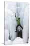 USA, Colorado, Uncompahgre National Forest. Climber ascends icy cliff face.-Jaynes Gallery-Stretched Canvas