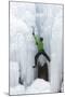 USA, Colorado, Uncompahgre National Forest. Climber ascends icy cliff face.-Jaynes Gallery-Mounted Photographic Print