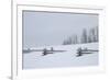 USA, Colorado, Uncompahgre National Forest. Fence buried in deep snow.-Jaynes Gallery-Framed Photographic Print