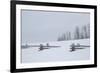 USA, Colorado, Uncompahgre National Forest. Fence buried in deep snow.-Jaynes Gallery-Framed Photographic Print