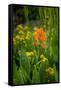 USA, Colorado, Uncompahgre National Forest. Indian paintbrush flower close-up.-Jaynes Gallery-Framed Stretched Canvas