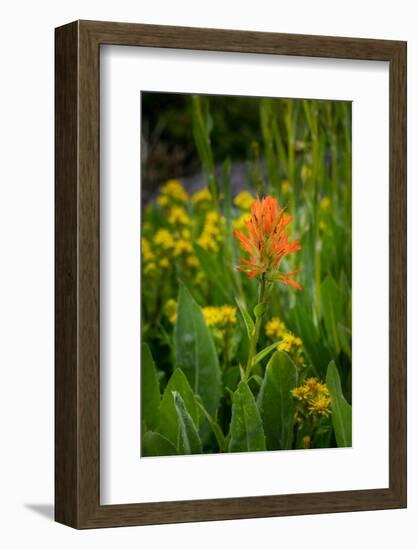 USA, Colorado, Uncompahgre National Forest. Indian paintbrush flower close-up.-Jaynes Gallery-Framed Photographic Print