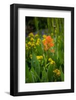 USA, Colorado, Uncompahgre National Forest. Indian paintbrush flower close-up.-Jaynes Gallery-Framed Photographic Print