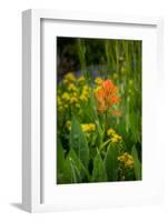 USA, Colorado, Uncompahgre National Forest. Indian paintbrush flower close-up.-Jaynes Gallery-Framed Photographic Print