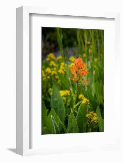 USA, Colorado, Uncompahgre National Forest. Indian paintbrush flower close-up.-Jaynes Gallery-Framed Photographic Print