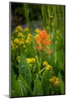 USA, Colorado, Uncompahgre National Forest. Indian paintbrush flower close-up.-Jaynes Gallery-Mounted Photographic Print