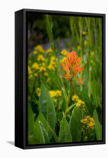 USA, Colorado, Uncompahgre National Forest. Indian paintbrush flower close-up.-Jaynes Gallery-Framed Stretched Canvas