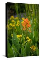 USA, Colorado, Uncompahgre National Forest. Indian paintbrush flower close-up.-Jaynes Gallery-Stretched Canvas