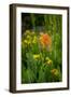 USA, Colorado, Uncompahgre National Forest. Indian paintbrush flower close-up.-Jaynes Gallery-Framed Photographic Print