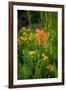 USA, Colorado, Uncompahgre National Forest. Indian paintbrush flower close-up.-Jaynes Gallery-Framed Photographic Print