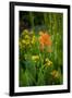 USA, Colorado, Uncompahgre National Forest. Indian paintbrush flower close-up.-Jaynes Gallery-Framed Photographic Print