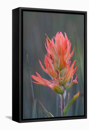 USA, Colorado, Uncompahgre National Forest. Indian paintbrush flower close-up.-Jaynes Gallery-Framed Stretched Canvas