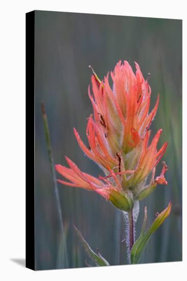 USA, Colorado, Uncompahgre National Forest. Indian paintbrush flower close-up.-Jaynes Gallery-Stretched Canvas