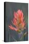 USA, Colorado, Uncompahgre National Forest. Indian paintbrush flower close-up.-Jaynes Gallery-Stretched Canvas