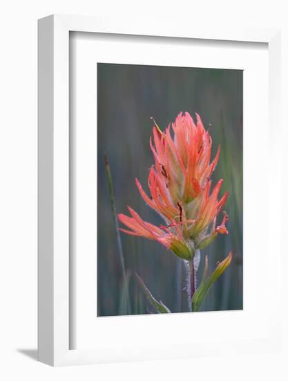 USA, Colorado, Uncompahgre National Forest. Indian paintbrush flower close-up.-Jaynes Gallery-Framed Photographic Print