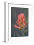 USA, Colorado, Uncompahgre National Forest. Indian paintbrush flower close-up.-Jaynes Gallery-Framed Photographic Print