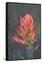 USA, Colorado, Uncompahgre National Forest. Indian paintbrush flower close-up.-Jaynes Gallery-Framed Stretched Canvas
