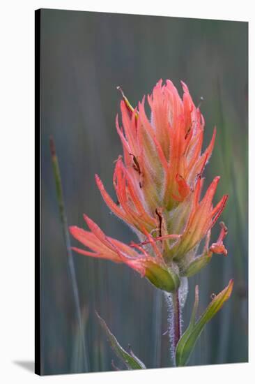 USA, Colorado, Uncompahgre National Forest. Indian paintbrush flower close-up.-Jaynes Gallery-Stretched Canvas