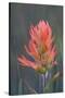 USA, Colorado, Uncompahgre National Forest. Indian paintbrush flower close-up.-Jaynes Gallery-Stretched Canvas