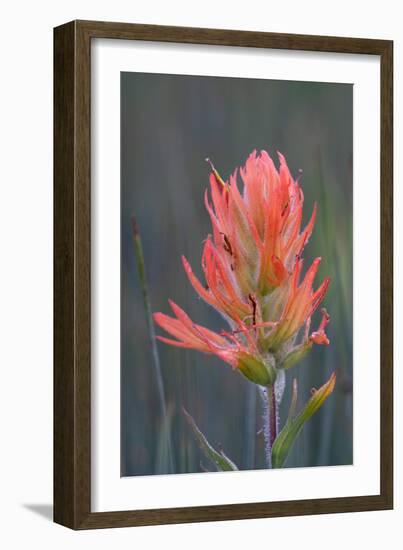 USA, Colorado, Uncompahgre National Forest. Indian paintbrush flower close-up.-Jaynes Gallery-Framed Photographic Print