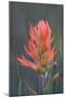 USA, Colorado, Uncompahgre National Forest. Indian paintbrush flower close-up.-Jaynes Gallery-Mounted Photographic Print