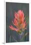 USA, Colorado, Uncompahgre National Forest. Indian paintbrush flower close-up.-Jaynes Gallery-Framed Photographic Print