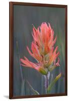 USA, Colorado, Uncompahgre National Forest. Indian paintbrush flower close-up.-Jaynes Gallery-Framed Photographic Print