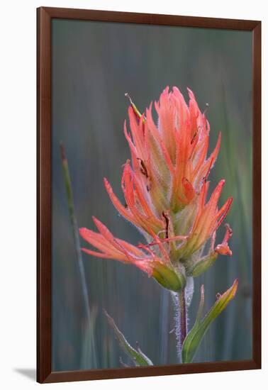 USA, Colorado, Uncompahgre National Forest. Indian paintbrush flower close-up.-Jaynes Gallery-Framed Photographic Print