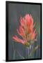 USA, Colorado, Uncompahgre National Forest. Indian paintbrush flower close-up.-Jaynes Gallery-Framed Photographic Print