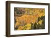 USA, Colorado, Uncompahgre National Forest. Mountain aspen forest in autumn.-Jaynes Gallery-Framed Photographic Print