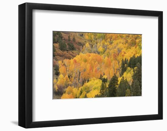 USA, Colorado, Uncompahgre National Forest. Mountain aspen forest in autumn.-Jaynes Gallery-Framed Photographic Print